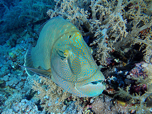 Napoleon-Lippfisch
