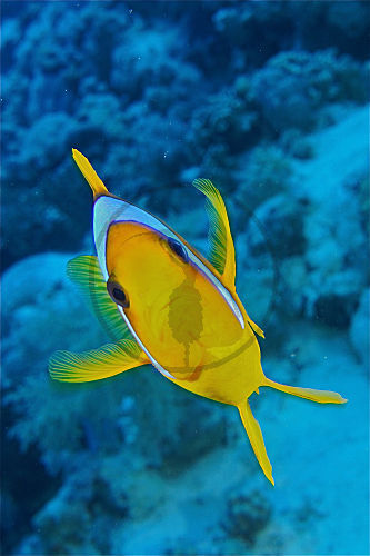 Rotmeer-Anemonenfisch