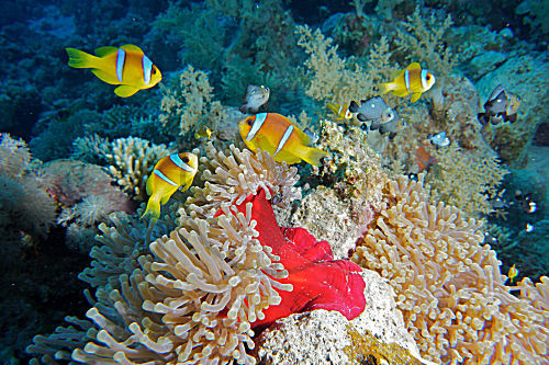 Rotmeer-Anemonenfisch
