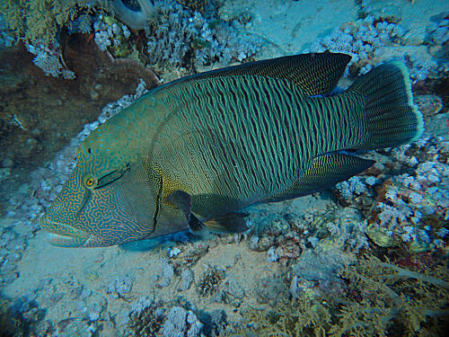 Napoleon-Lippfisch