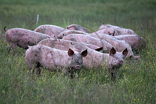 Glückliche Schwein
