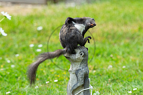 Eichhörnchen