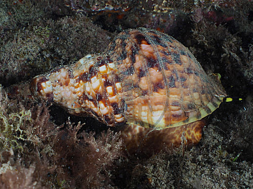 Atlantische Tritonschnecke