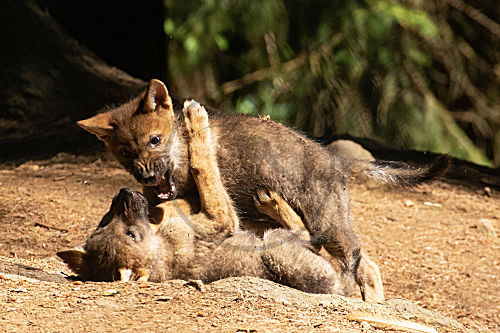 Wolf