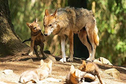 Wolf