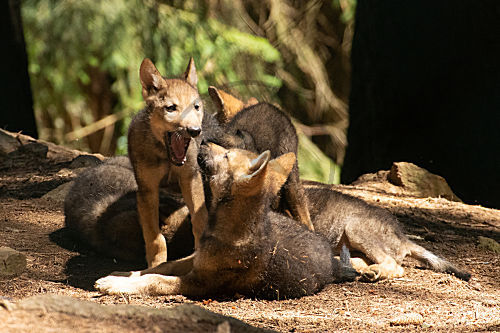 Wolf
