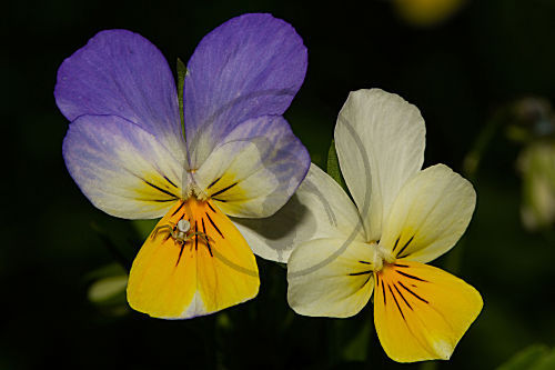 Wildes Stiefmuetterchen