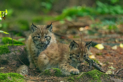 Eurasischer Luchs, Nordluchs