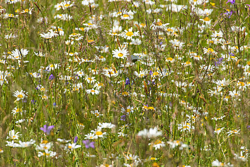 Blumenwiese