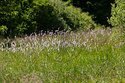 Blumenwiese