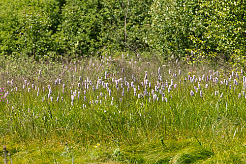 Blumenwiese