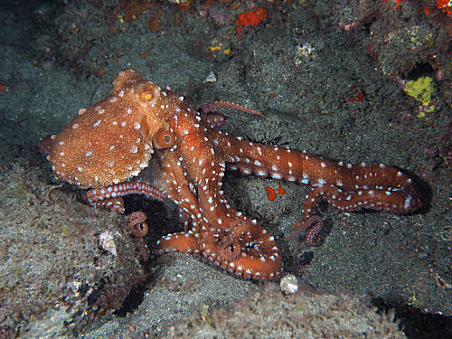 Weißgefleckter Oktopus