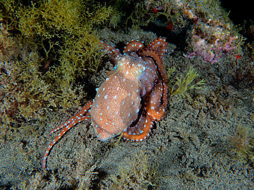 Weißgefleckter Oktopus