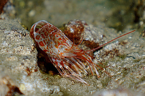 Roter Atlantik Riffhummer