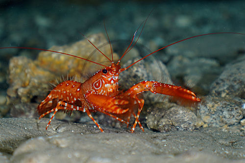 Roter Atlantik Riffhummer