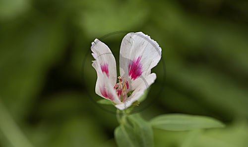 Sommerazalee, Atlasblume, Mandelröschen, Godetie