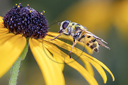 Große Sumpfschwebfliege - Helophilus trivittatus auf gewöhnlichem Sonnenhut - Rudbeckia fulgida