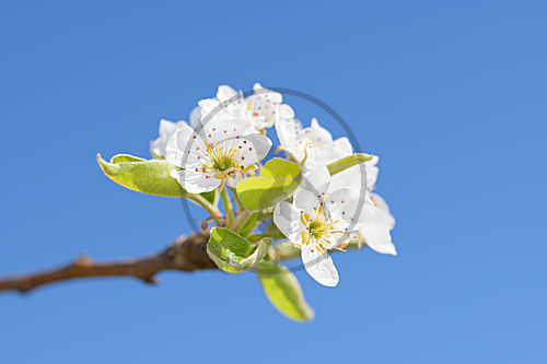 Birnen-Blüte im Frühjahr bei Sonnenschein