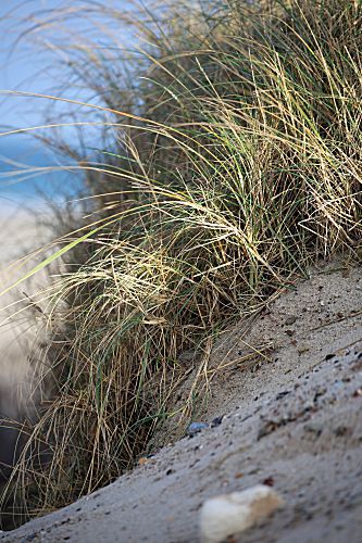Strandhafer