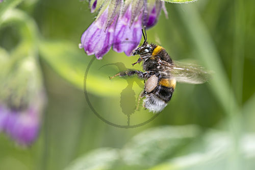 Dunkle Erdhummel - Bombus terrestris - bestäubt Arznei-Beinwell - Symphytum Officinale