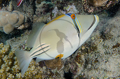 Arabischer Picassodrückerfisch