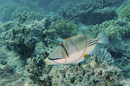 Arabischer Picassodrückerfisch