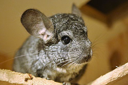 Chinchilla