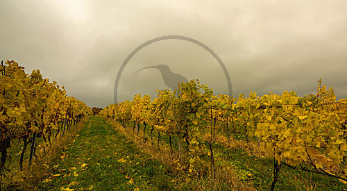 Weingarten in Niederösterreich