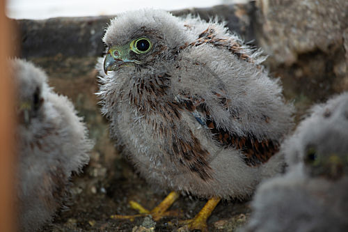 Turmfalke