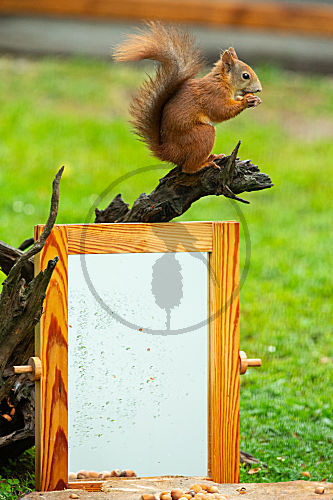 Eichhörnchen