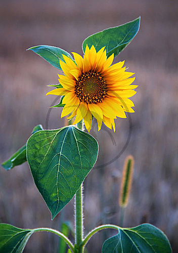 Sonnenblume