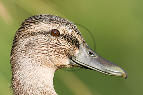 Stockente