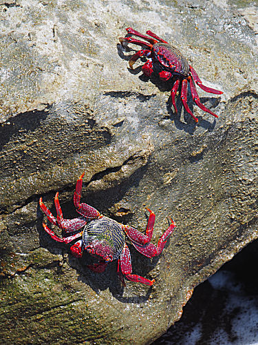 Rote Felsenkrabbe