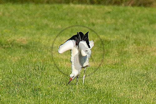Weißstorch