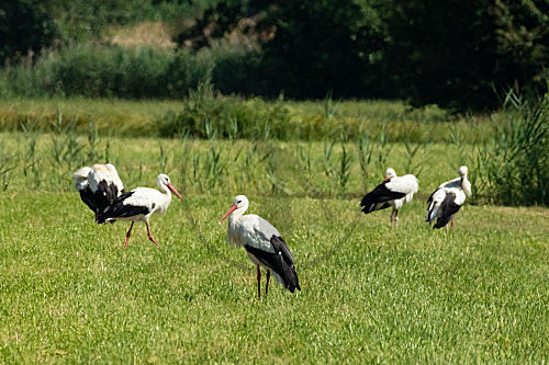 Weißstorch