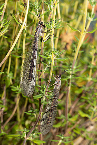 Gefleckte Ameisenjungfer