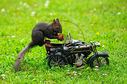Eichhörnchen