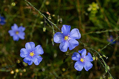 Ausdauernder Lein