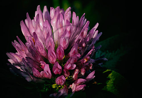Wiesenklee