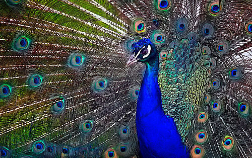 Blauer Pfau