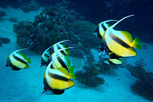 Rotmeer-Wimpelfisch