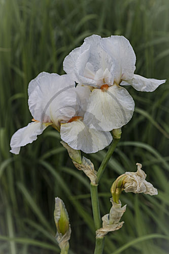 iris-hybride IRIS SCHWERTLILIE