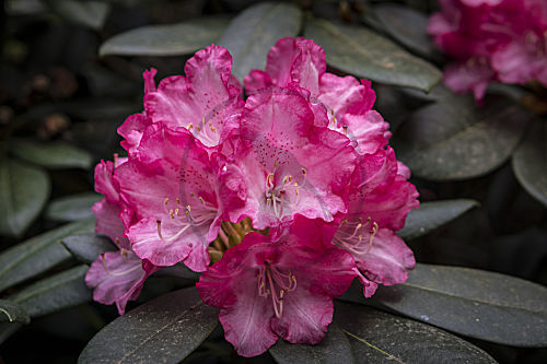 rhododendron RHODODENDRON ALPENROSE