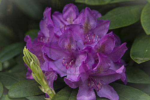 rhododendron RHODODENDRON ALPENROSE