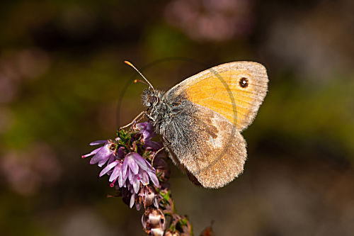 Kleines Wiesenöegelchen