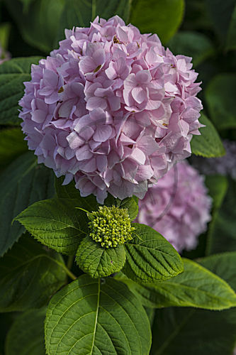 hydrangea HORTENSIE HYDRANGEA