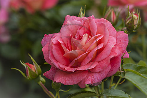 rosa ROSE (rosaceae)