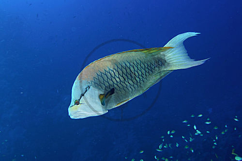 Stülpmaullippfisch