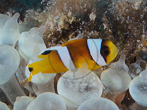 Rotmeer-Anemonenfisch Jungtier