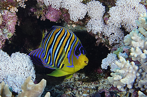 Pfauen-Kaiserfisch
